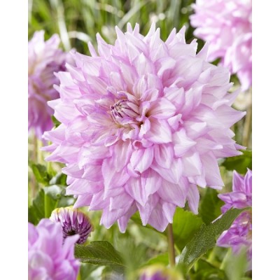 Георгина Декоративная Алмандз Джой Георгина Декоративная Алмандз Джой