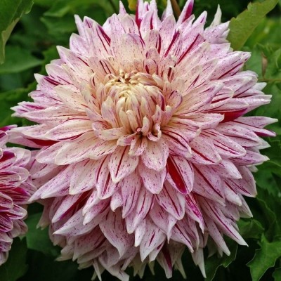 Георгина Декоративная Авиньон Георгина Декоративная Авиньон