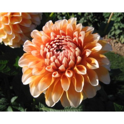 Георгина Декоративная Багама Эйприкот Георгина Декоративная Багама Эйприкот