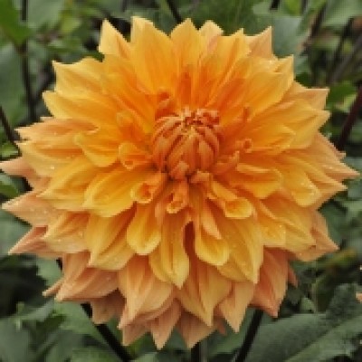 Георгина Декоративная Бен Хьюстон