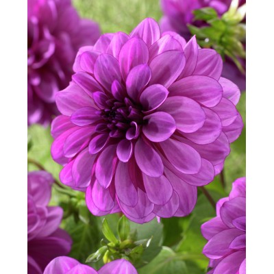 Георгина Декоративная Блу Белл