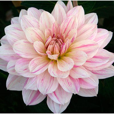 Георгина Декоративная Бонеста Георгина Декоративная Бонеста