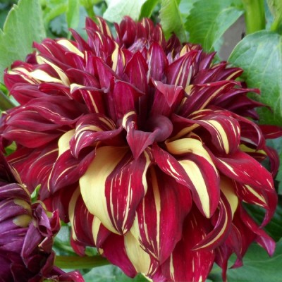 Георгина Декоративная Боухимиан Спартакус