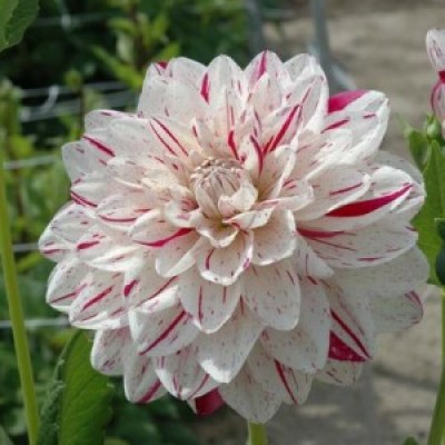 Георгина Декоративная Брайт Даймонд Георгина Декоративная Брайт Даймонд