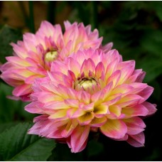 Георгина Декоративная Цынгаро Георгина Декоративная Цынгаро