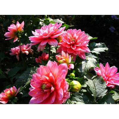 Георгина Декоративная Дарк Фэшн Георгина Декоративная Дарк Фэшн