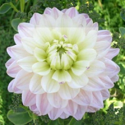 Георгина Декоративная Дайанас Мемори Георгина Декоративная Дайанас Мемори