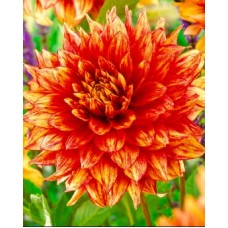 Георгина Декоративная Дэззлинг Мэджик