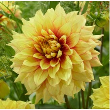 Георгина Декоративная Дэззлинг Сан