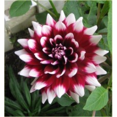 Георгина Декоративная Дуэт