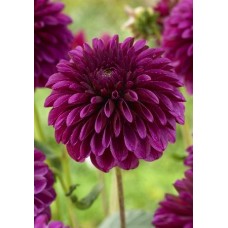 Георгина Декоративная Джоуи Вероника