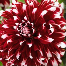 Георгина Декоративная Экс Фактор Георгина Декоративная Экс Фактор