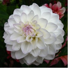 Георгина Декоративная Эвелин Георгина Декоративная Эвелин