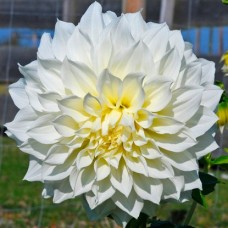 Георгина Декоративная Флёрел Георгина Декоративная Флёрел