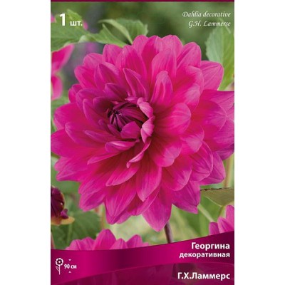 Георгина Декоративная Г.Х.Ламмерс Георгина Декоративная Г.Х.Ламмерс