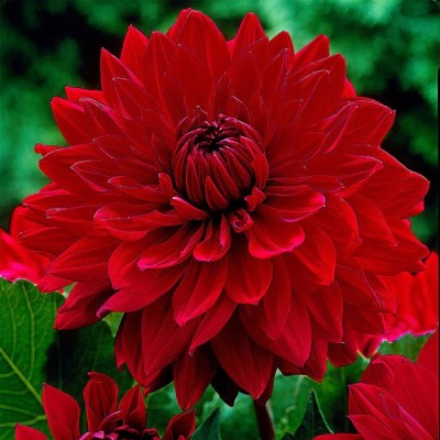 Георгина Декоративная Гарден Уандер Георгина Декоративная Гарден Уандер