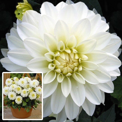 Георгина Декоративная Гэллери Арт Фэр Георгина Декоративная Гэллери Арт Фэр