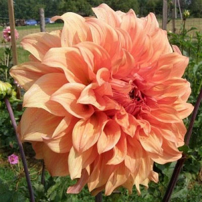 Георгина Декоративная Геркулес