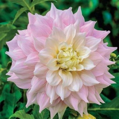 Георгина Декоративная Гиттс Перфекшн