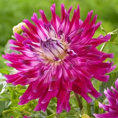 Георгина Декоративная Гламур Герл Георгина Декоративная Гламур Герл