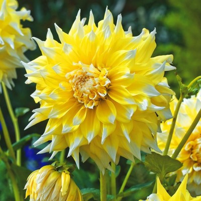 Георгина Декоративная Гран-при Георгина Декоративная Гран-при