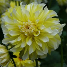 Георгина Декоративная Холлихил Лемон Айс Георгина Декоративная Холлихил Лемон Айс