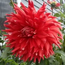 Георгина Декоративная Холлихилл Клайдсдейл Георгина Декоративная Холлихилл Клайдсдейл