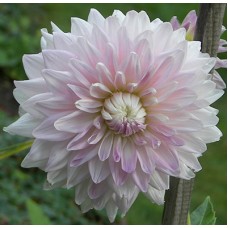 Георгина Декоративная Ху Ми Георгина Декоративная Ху Ми