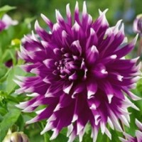 Георгина Декоративная Ингландз Глори Георгина Декоративная Ингландз Глори