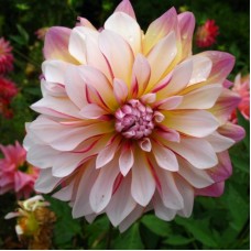 Георгина Декоративная Карибиан Фэнтази