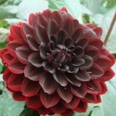 Георгина Декоративная Карма Чок