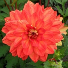 Георгина Декоративная Карма Фиеста