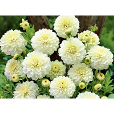 Георгина Декоративная Карма Серена