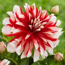 Георгина декоративная Кэтчинг Файр