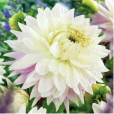 Георгина Декоративная Киев