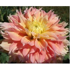 Георгина Декоративная Коган Фубуки