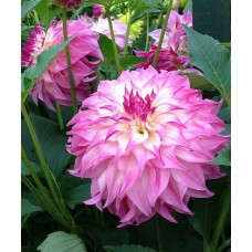 Георгина Декоративная Колорадо Классик