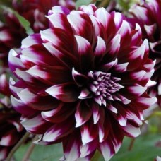 Георгина Декоративная Контраст