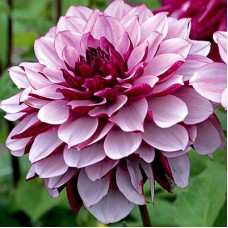 Георгина Декоративная Крем де Кассис