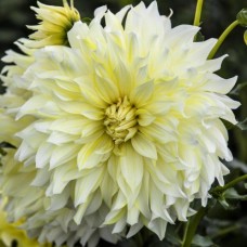 Георгина Декоративная Ла Луна