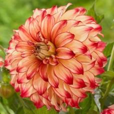 Георгина декоративная Леди Дарлин