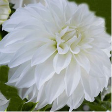 Георгина Декоративная Леди Либерти