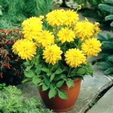 Георгина Декоративная Мелоди Латин