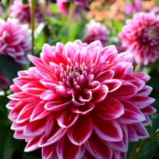 Георгина Декоративная Меро Стар