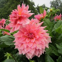 Георгина Декоративная Оттоз Трилл Георгина Декоративная Оттоз Трилл