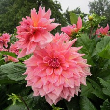 Георгина Декоративная Оттоз Трилл