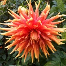 Георгина Декоративная Отум Санберст