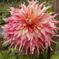 Георгина Декоративная Пеннхилл Уотермелон