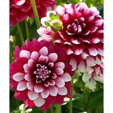 Георгина Декоративная Пэтчиз Георгина Декоративная Пэтчиз