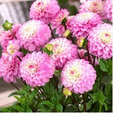 Георгина Декоративная Принцесса Летиция Георгина Декоративная Принцесса Летиция